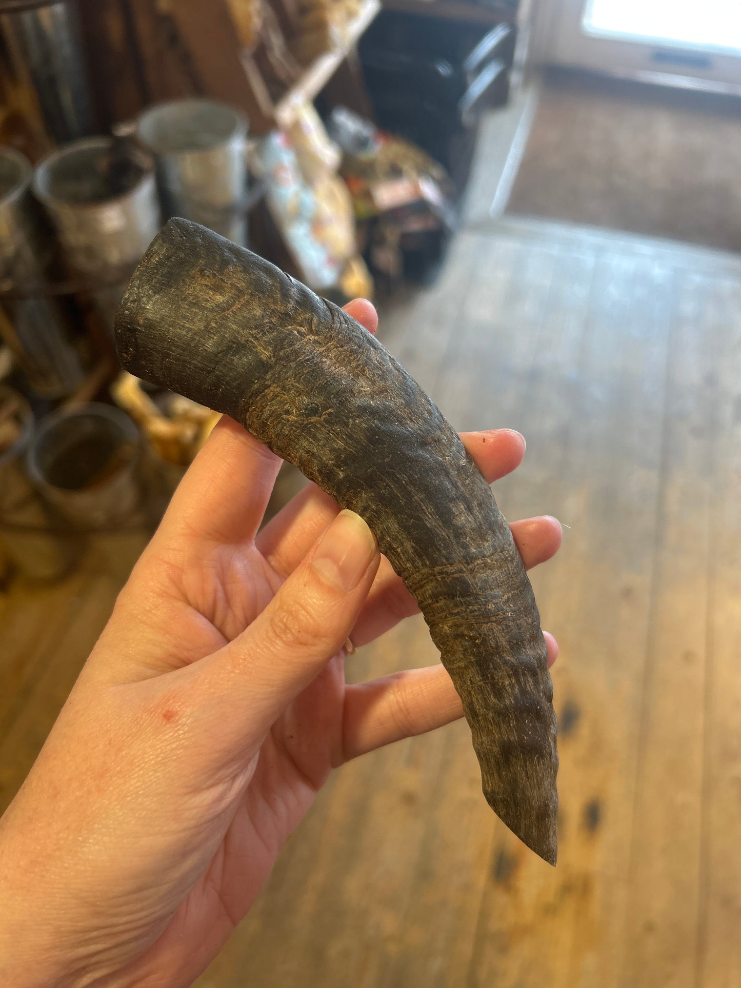 Lamb Horn - Small