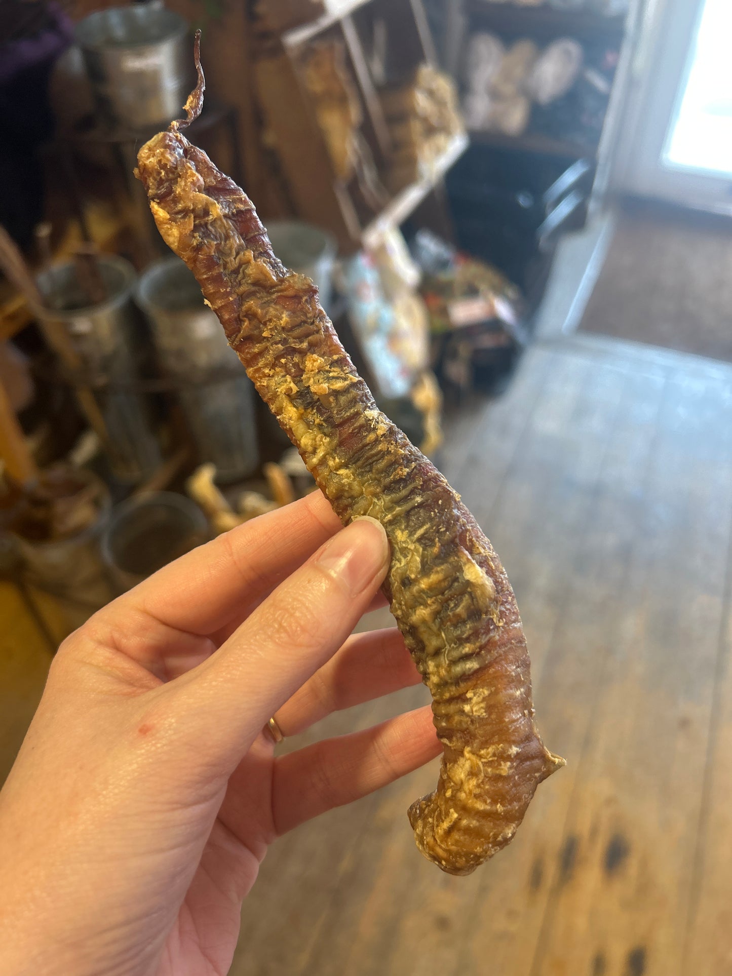 Lamb Trachea