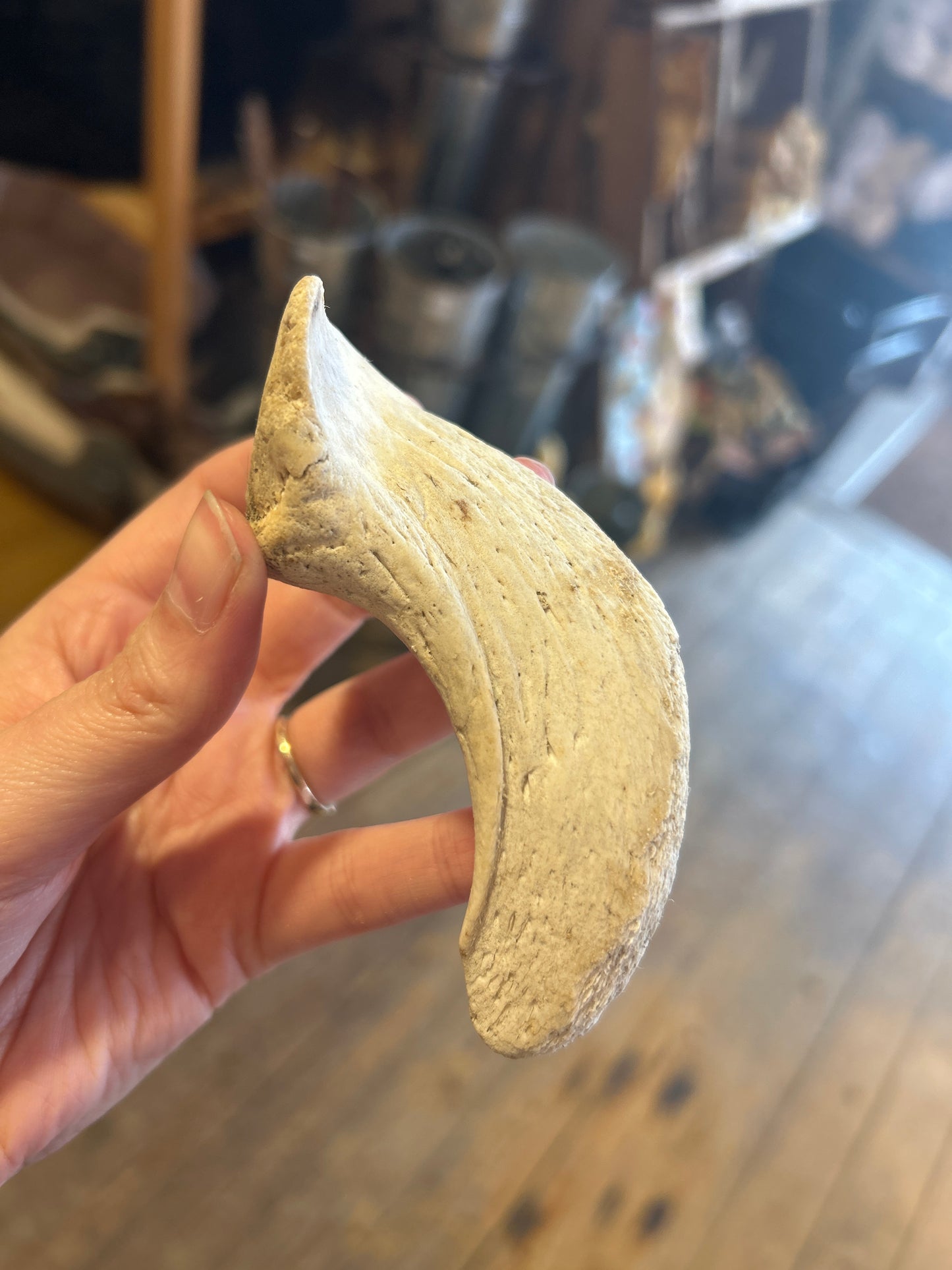 Lamb Horn Marrow