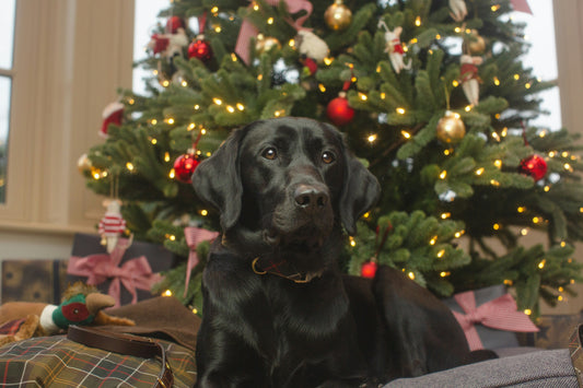 Tinsel, Tails, & Treats: 7 Fun Christmas Activities to Share with Your Dog
