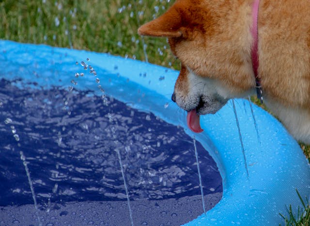 The Best Ways to Keep Your Dog Cool in the Summer Heat