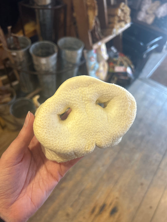 Puffed Pig Snout