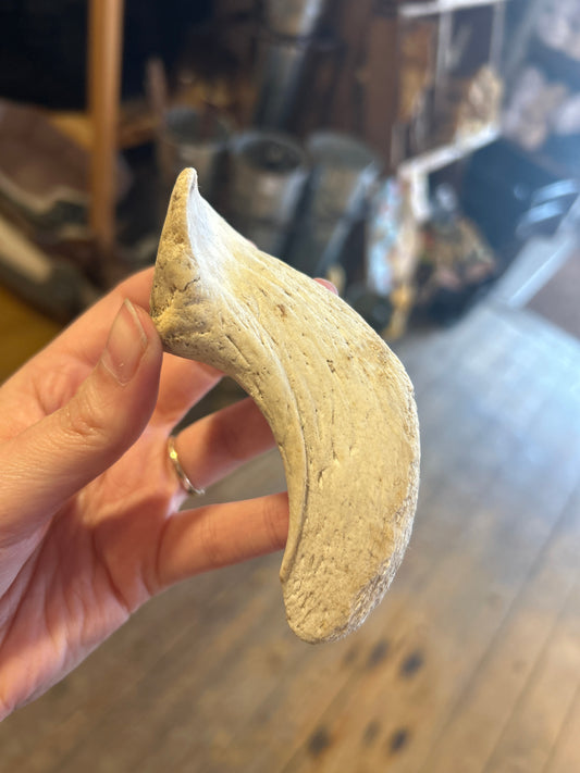 Lamb Horn Marrow