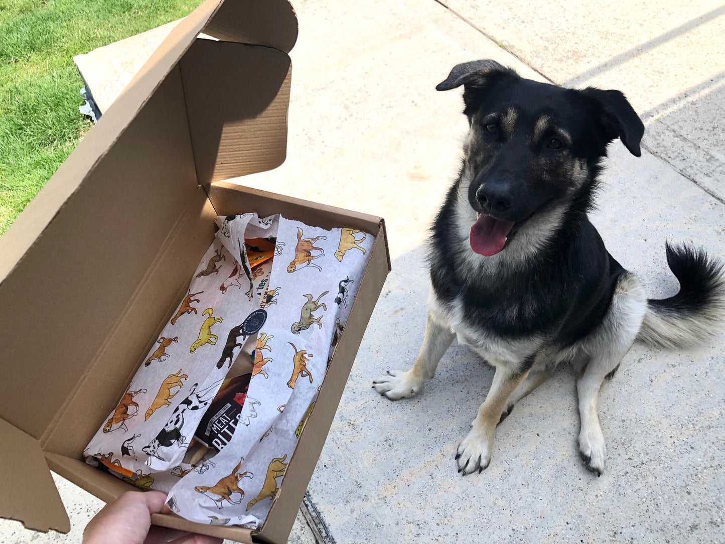 Natural Dog Treats - Mystery Box