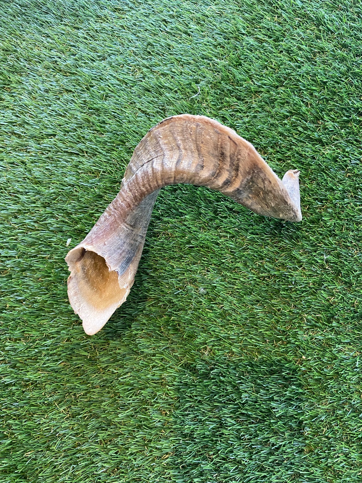 Small Lamb Horn